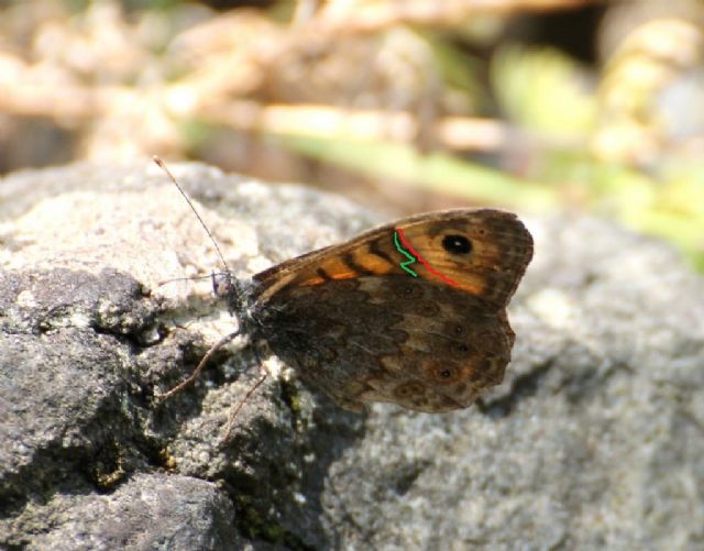 Lasiommata petropolitana pu essere?